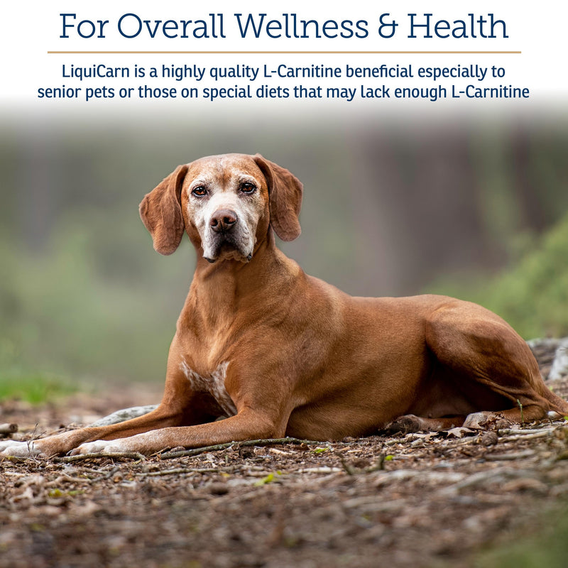 Rx Vitamins LiquiCarn - Pure L-Carnitine for Dogs and Cats to Aid in Dog Weight Loss - Provides High Energy and Helps in Metabolism - Supports Heart Health - 4oz (Bacon-Liver Flavor) New Label