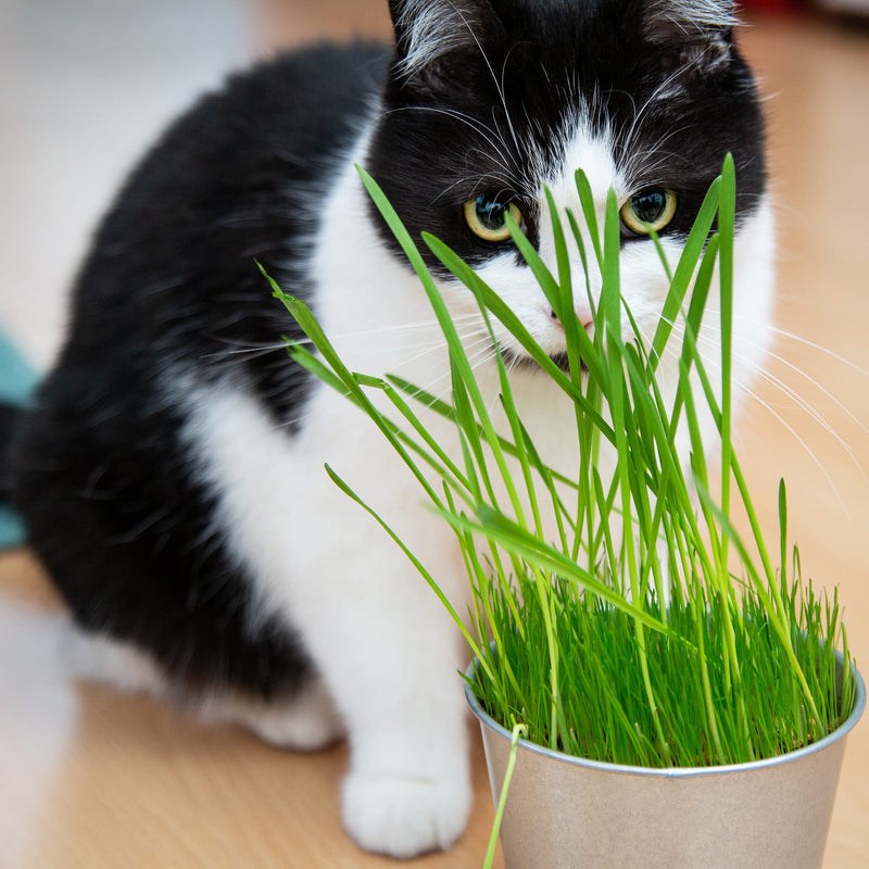 PRETTY KITTY cat grass seeds: 1 bag of 25g cat grass seeds for 10 pots of finished cat grass - natural cat treats - plant seeds - grass seeds - seeds for cat grass - cat grass 25 g (pack of 1) - BeesActive Australia