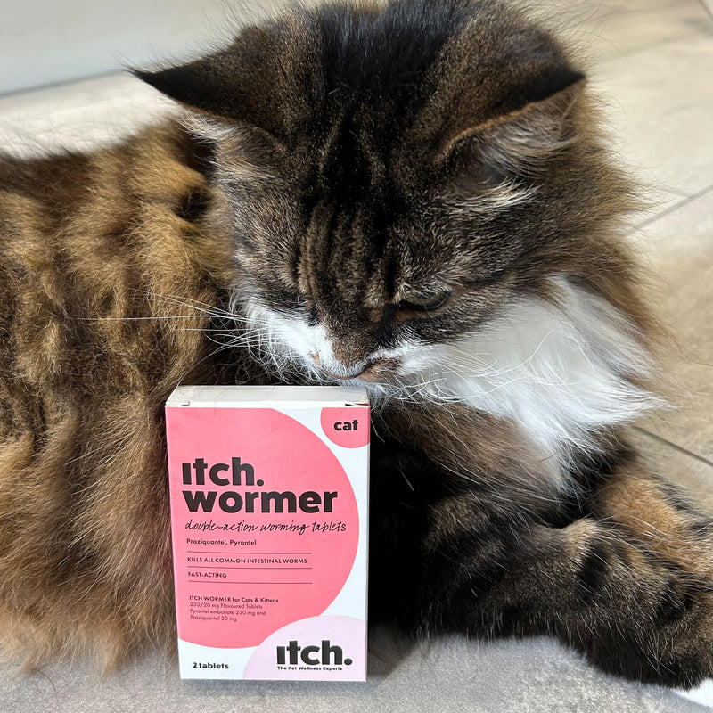 Itch Cat Wormer Tablets for Cats 1kg+ - 2 Tablet - Treats Roundworms & Tapeworms - Kills Worm Larvae 2 Wormer Tablets