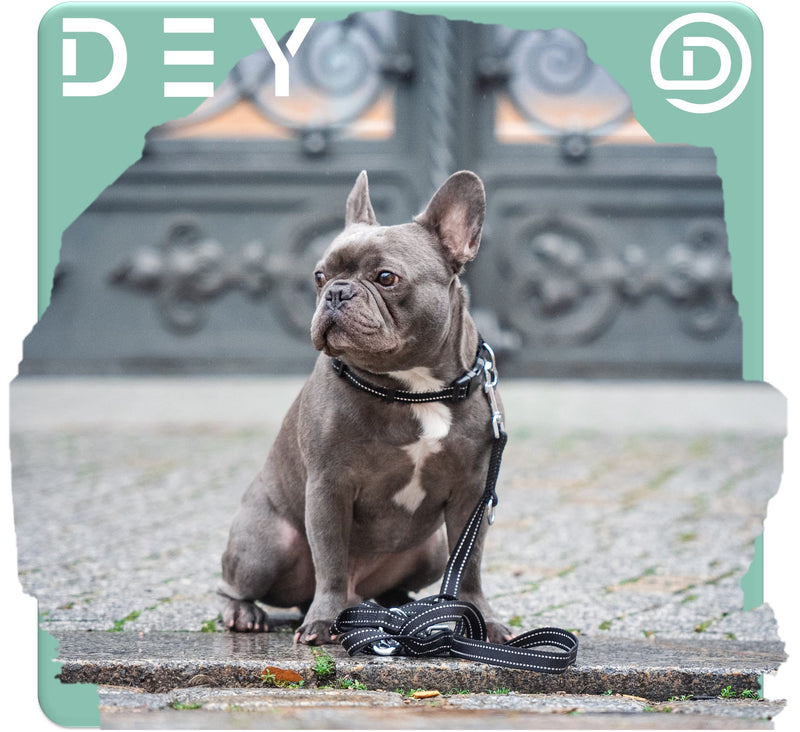 DEY - Premium dog leash nylon 2m | Reflective | 3-way adjustable | for small, medium and large dogs | many colors | double leash dog | Towline | Lead leash | Puppy leash | Red, XS [XS] - 1.0 x 200 cm Red-Reflective - BeesActive Australia
