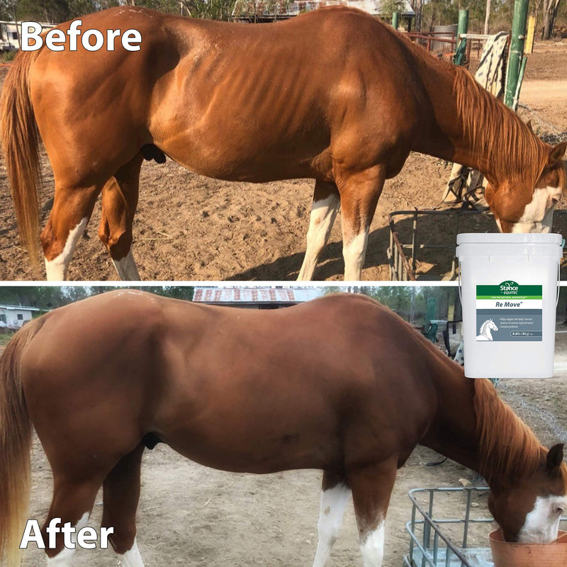 Stance Equitec Re Move - Horse Supplements That Support The Body's Normal Process to Remove Ingested Toxins, Contains Probiotics - 1.8 lb - BeesActive Australia