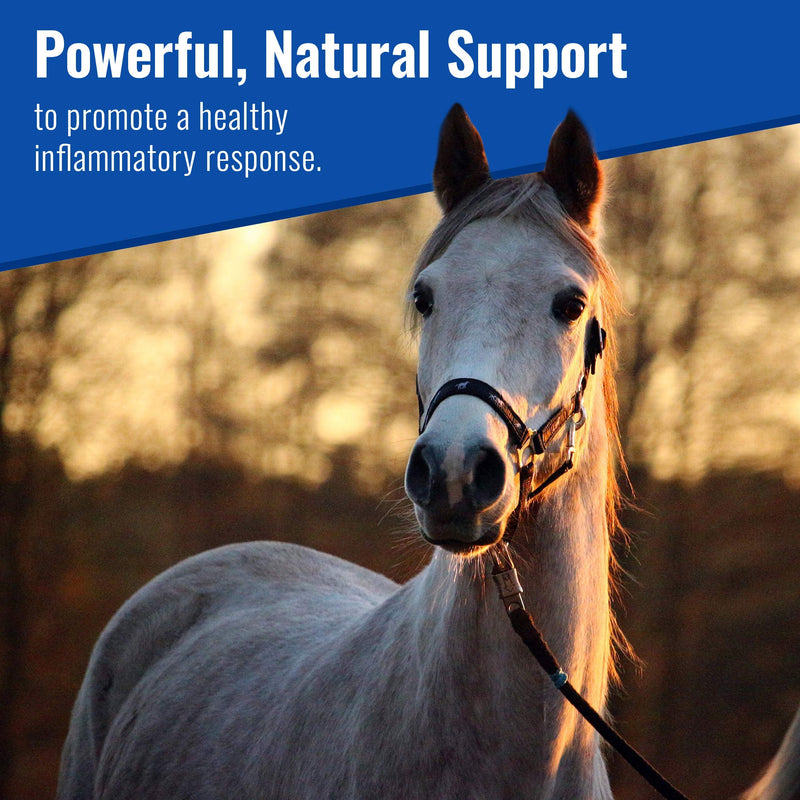 Om Mushroom Matrix - Equine | Wellbeing | USA Grown Human-Grade Organic Mushroom Powder Show Safe Horse Supplement | Wellness, Recovery, & Senior Support | 300 Grams, 10.5 oz - PawsPlanet Australia