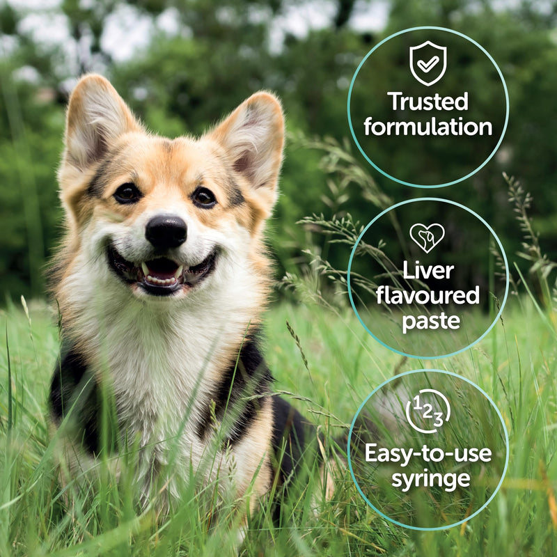 Protexin Veterinary Pro-Kolin Advanced for Dogs 30ml - PawsPlanet Australia