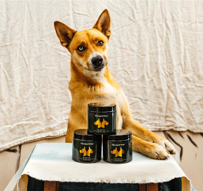 Ultra-Healthy Omega 3 Fish Oil Treats w/MSM, Glucosamine, Chondroitin, EPA/DHA for Dogs: Elevated Pets Fish Oil, Turmeric & Joint Supplement + Allergy Chews - Ultimate Dog Vitamin Supplement - PawsPlanet Australia