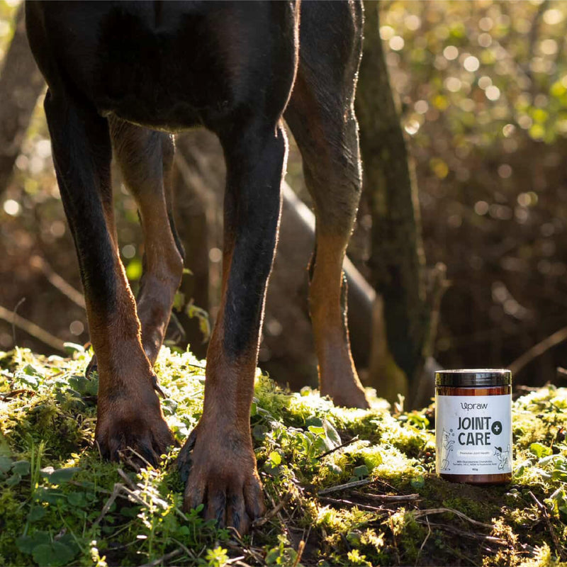 Joint Care for Dogs 160 g - Natural Joint Support Powder with Glucosamine Chondroitin MSM Turmeric and Hyaluronic Acid Supports Mobility