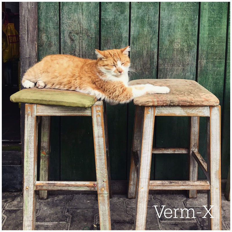 Verm-X 100% Natural Treats for Cats. Supports  Intestinal Hygiene. Vet Approved. UFAS Assured. Contains  Prebiotic for Gut Biome Quality. Restores and Maintains Gut Vitality. Wormwood Free Recipe. 60 g (Pack of 2) Single