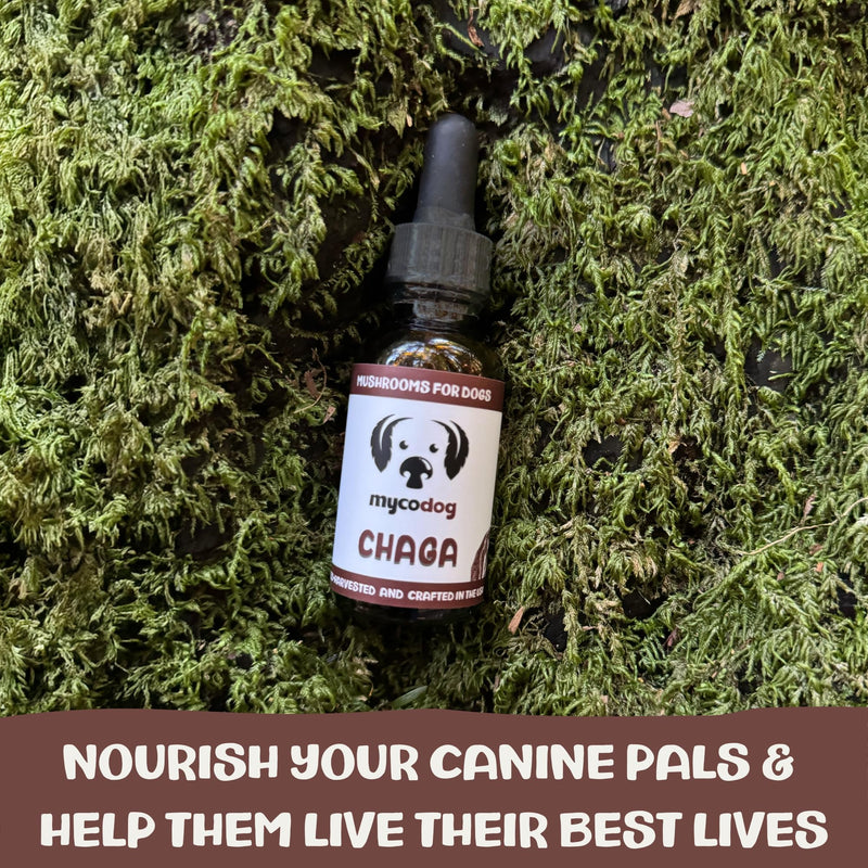 MycoDog Chaga Mushroom Supplement for Dogs - Immune Defense & Antioxidant Support - Natural Vitality & Wellness Drops