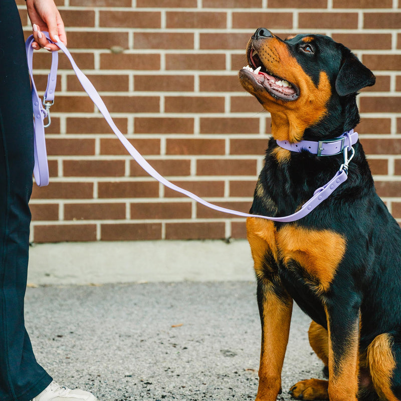 Waterproof Dog Leash | BearBone Double Ended Dog Leash | PVC Rubber Dog Leash with Dual Clip for Versatility | Lilac Dog Leash for Medium Dogs and Large Dogs (Lilac, Medium) - BeesActive Australia