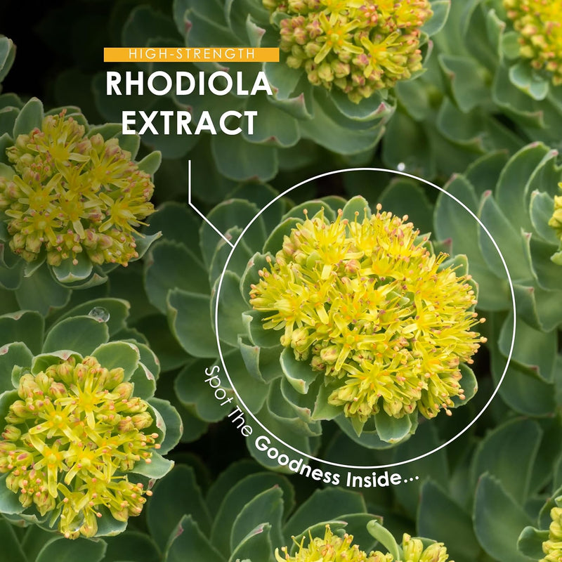 Organic Rhodiola Rosea 1000mg – Golden Root Powder – Certified Organic, Non GMO, Gluten Free, Halal – 60 Vegan Capsules - BeesActive Australia