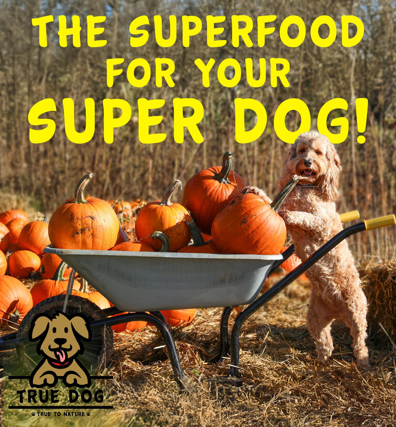 True Dog Pumpkin Powder with Goats Milk 100g | Natural Pumpkin Puree Powder for Dogs, Digestive Supplement, Stool Firming, High Fibre Dog Food Topper, Manufactured in the UK