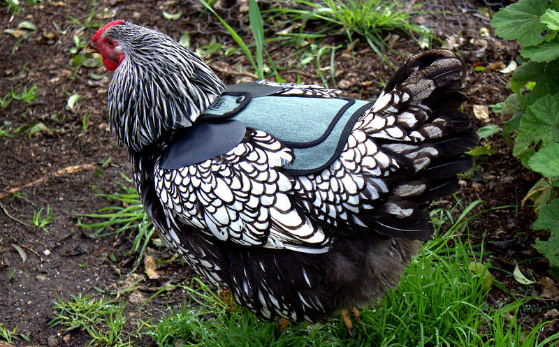 DOWN UNDER OUTDOORS 2 Pack Small Chicken Saddles for Bantams and Young Birds, Includes Shoulder Covers (Teal) teal - PawsPlanet Australia