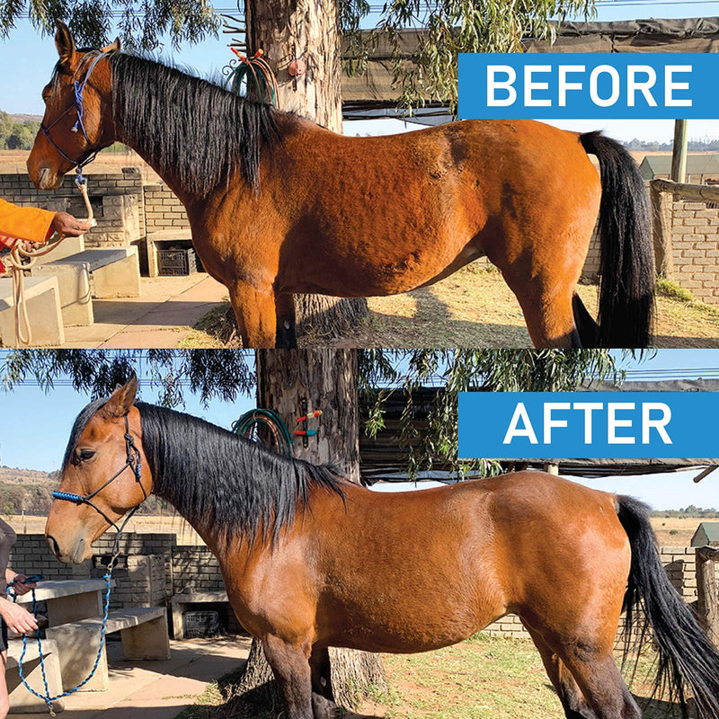 Premium Daily Supplement for Horses | Organic Advanced Bio-Nano Technology to Support Digestive Health | Improves Stamina | Immunity and Joint Support | 30 Day Supply | 5 oz - BeesActive Australia