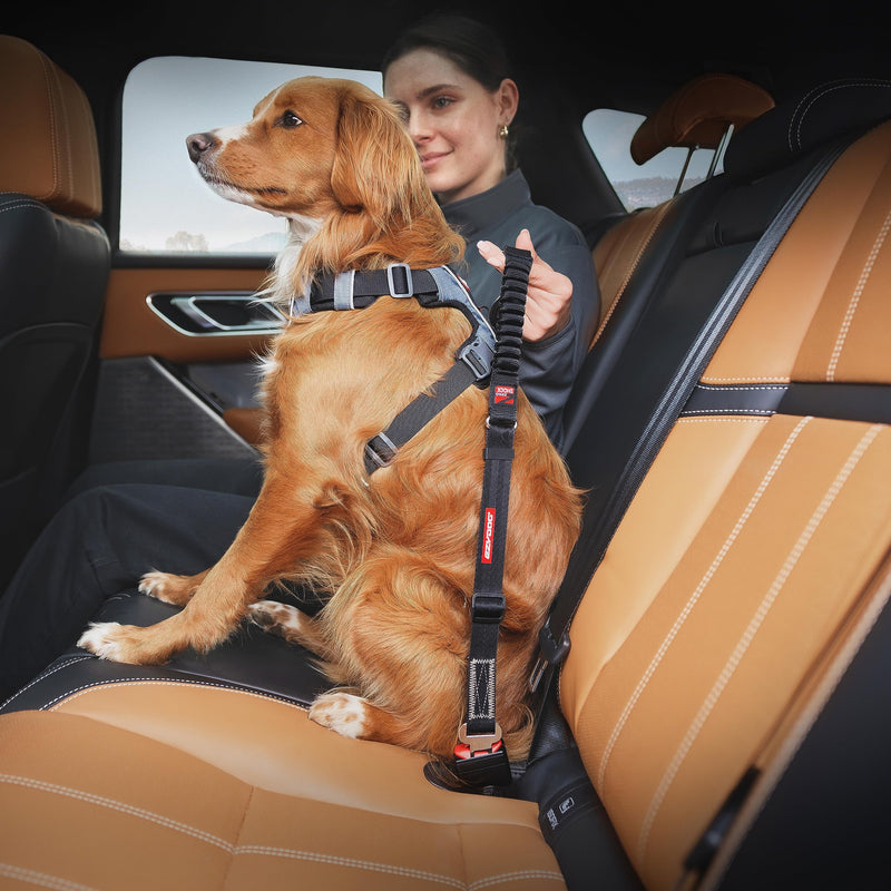 EzyDog Zero Shock CLICK - Shock Absorbing Dog Seat Belt Car Harness Attachment for Dogs - Adjustable Dog Restraints Seatbelts for Car Travel and Safety - (20in - 26in, Black) Zero Shock - 20in - 26in - BeesActive Australia