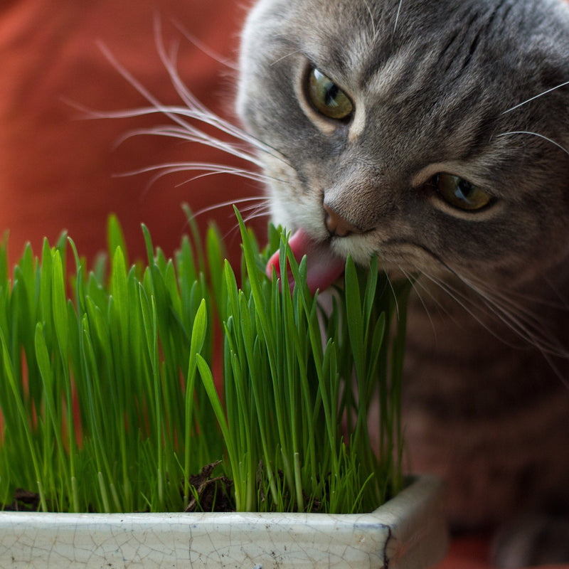 PRETTY KITTY cat grass seeds: 1 bag of 25g cat grass seeds for 10 pots of finished cat grass - natural cat treats - plant seeds - grass seeds - seeds for cat grass - cat grass 25 g (pack of 1) - BeesActive Australia