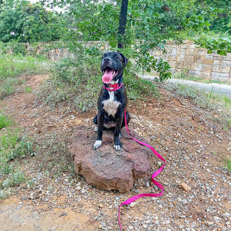Voyager Reflective Dog Leash with Neoprene Handle, 5ft Long, Supports Small, Medium, and Large Breed Puppies, Cute and Heavy Duty for Walking, Running, and Training - Fuchsia (Leash), S Leash (Fuchsia) 5/8" x 5ft - BeesActive Australia