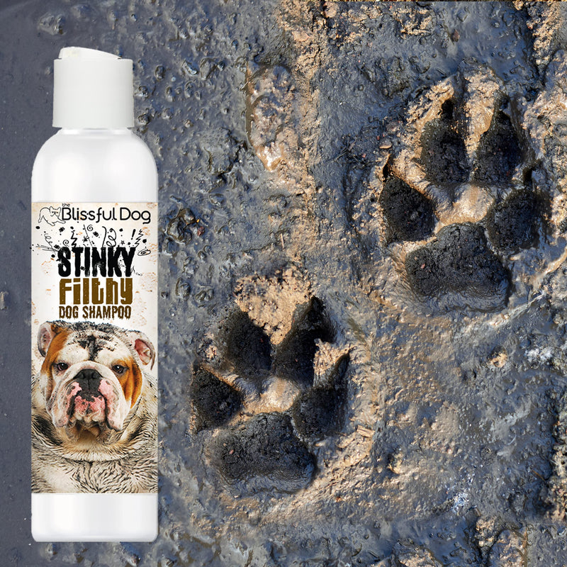 The Blissful Dog Stinky Filthy Dog Shampoo, 16 oz 16-Ounce - PawsPlanet Australia