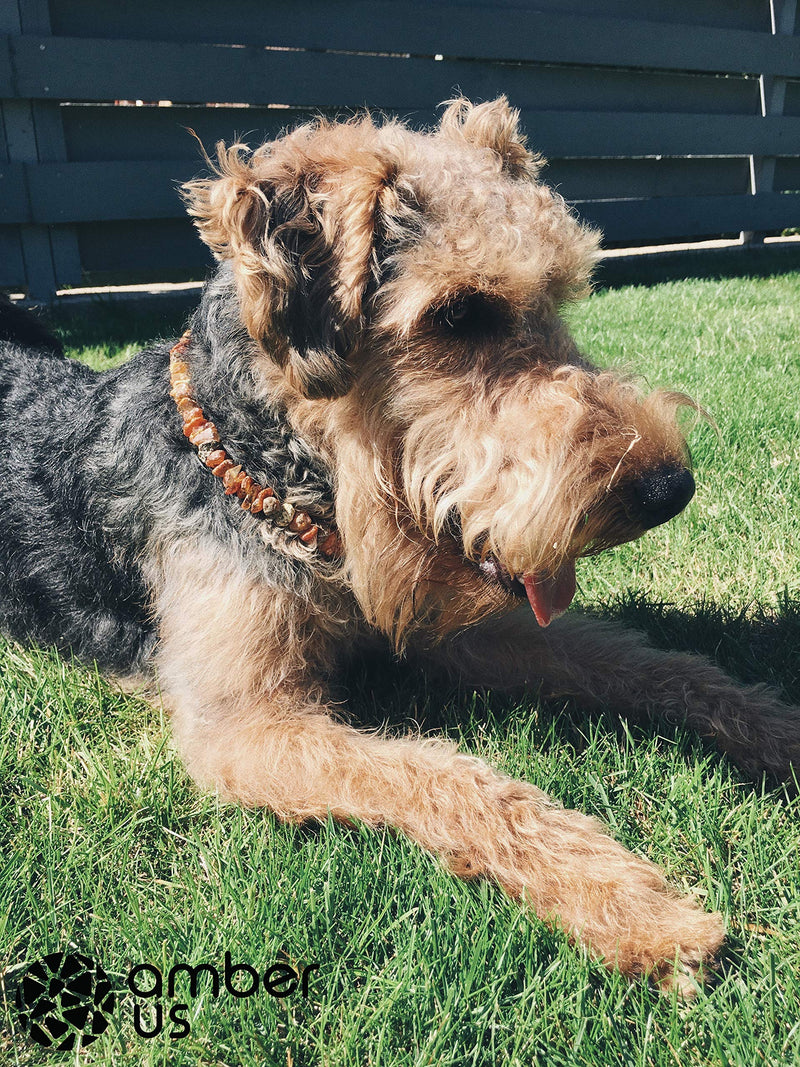 amber-us Amber necklace for dogs made of raw Baltic amber decorated with red coral | Tick collar | Amber against ticks | Tick and flea protection collar (55-60 cm) - BeesActive Australia