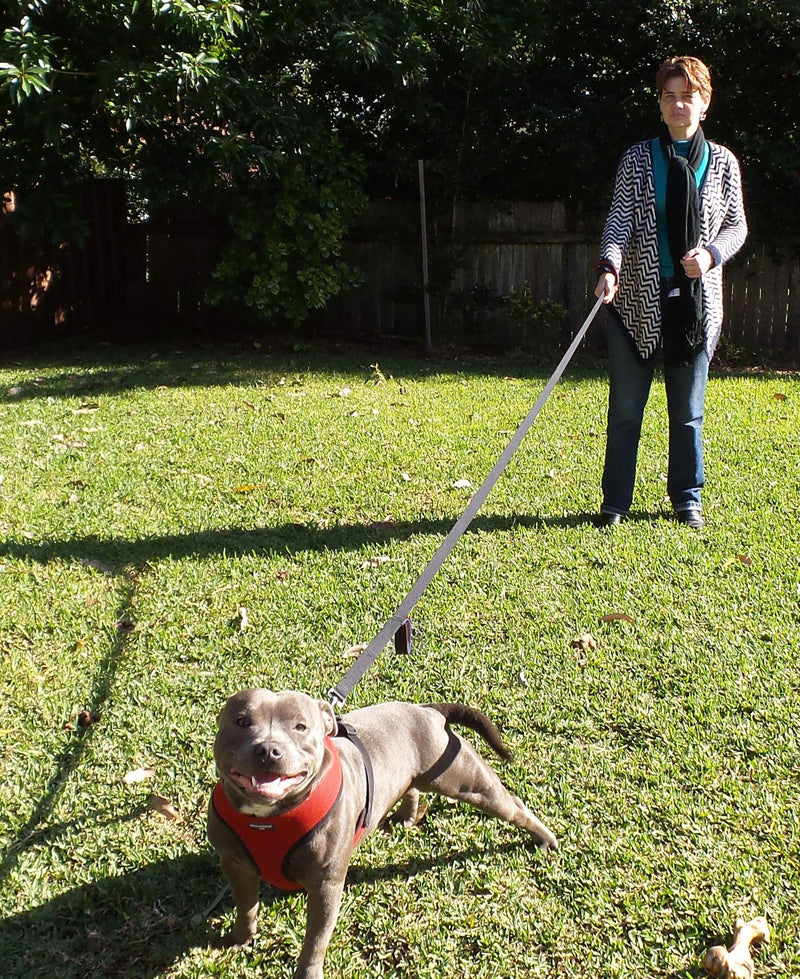Dog Leash 6ft long,Traffic Padded Two Handle,Heavy Duty,Reflective Double Handles Lead for Control Safety Training,Leashes for Large Dogs or Medium Dogs,Dual Handles Leads(Black) Black-Blue - BeesActive Australia