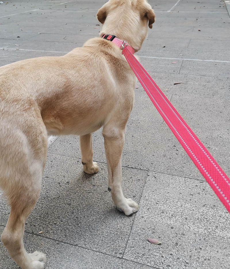 2-Pack Reflective Dog Leash 6ft - Nylon Dog Leashes for Small Dogs, Medium Dogs, Large Dogs, Puppy, Cats - 6ft Training Leash with D Ring(RED, 5/8" X 6FT(2-Pack)) 5/8" X 6FT(2-Pack) RED&RED - BeesActive Australia