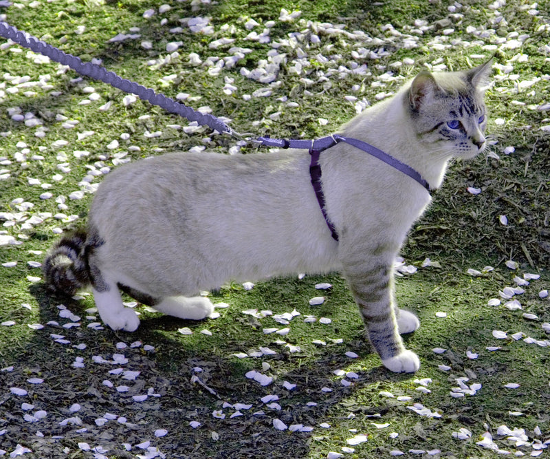 PetSafe Come with Me Kitty Harness and Bungee Cat Leash, Medium, Purple/Light Purple Medium (Pack of 1) - BeesActive Australia