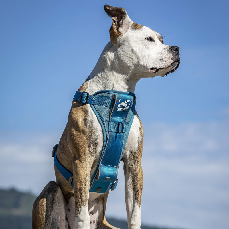 Kurgo Tru-Fit Smart Harness, Dog Harness, Pet Walking Harness, Quick Release Buckles, Front D-Ring for No Pull Training, includes Dog Seat Belt Tether (Blue, Large) Blue Large (Pack of 1) - BeesActive Australia