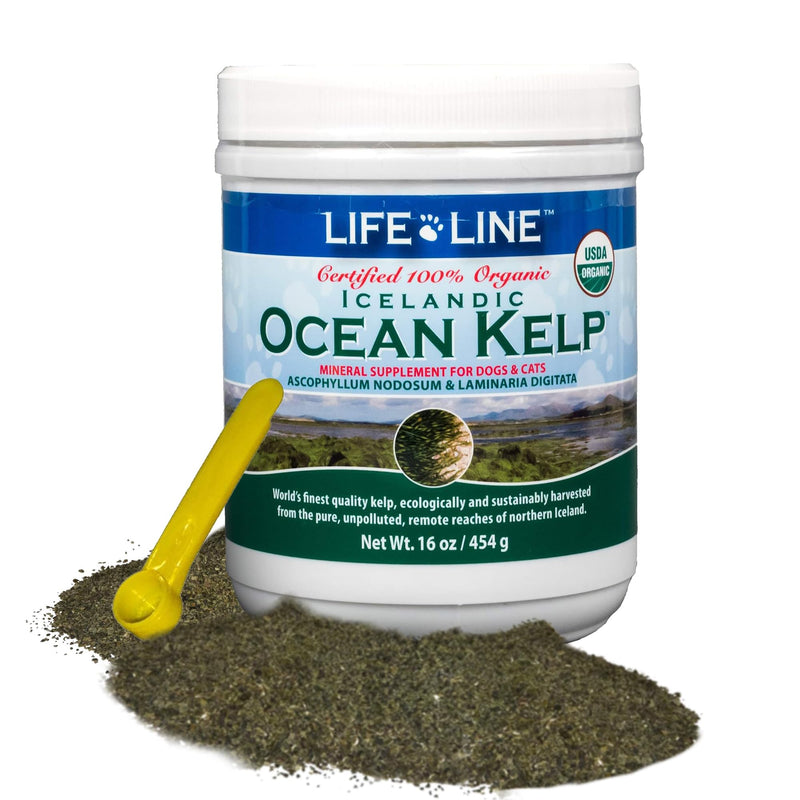 Organic Ocean KELP 16 OZ Canister - BeesActive Australia