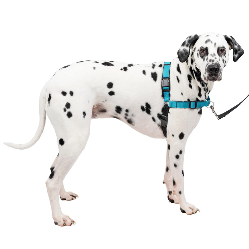 PetSafe Easy Walk Deluxe Dog Harness, No Pull Dog Harness – Perfect for Leash & Harness Training – Stops Pets from Pulling and Choking on Walks – Large, Ocean Large (Pack of 1) - BeesActive Australia