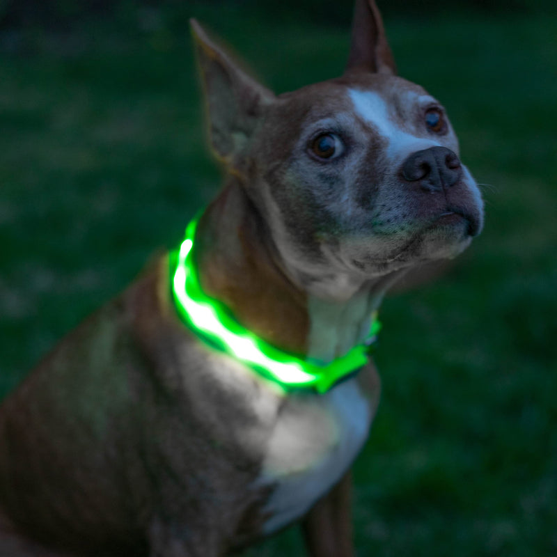 Blazin Brightest Light Up Dog Collars - The Original LED Dog Collar with 1,000 Feet of Visibility - USB Rechargeable Waterproof Dog Collar Light - Dog Lights for Night Walking - USA Brand Large (Pack of 1) Green - BeesActive Australia