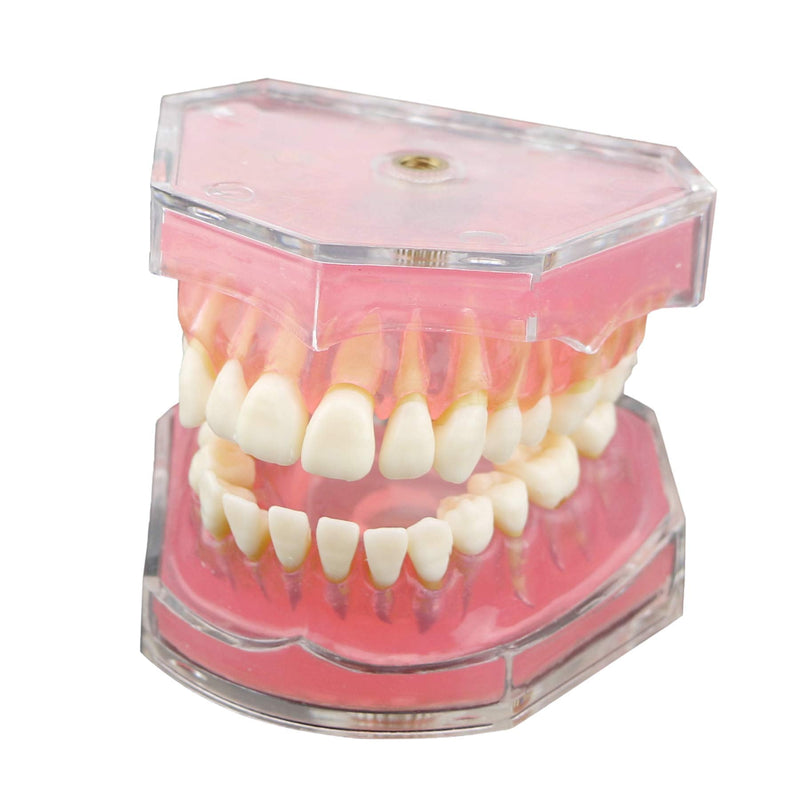 Dental Demonstration Teeth Model - Standard Study Teaching Dental Mode with All Removable Teeth #4004 Silica Gel Material Soft and Bendable Teeth Typodonts - BeesActive Australia