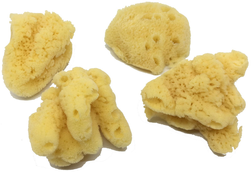 Awesome Aquatic 4-Pack of Hermit Crab Sea Sponges (Jumbo 4 pk) Jumbo 4 pk - PawsPlanet Australia