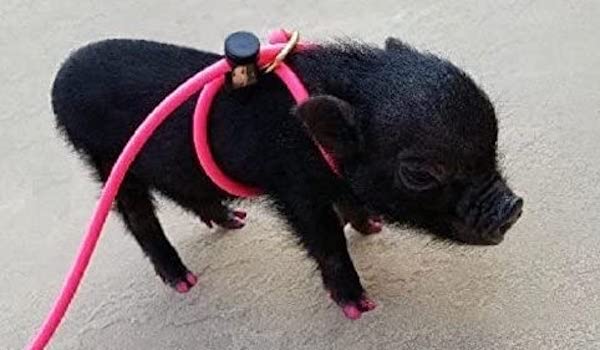12-Foot Mini Pig Harness - Adjustable Harness & Leash for All Animals - Pigs, Ferrets, Rabbits, Guinea Pigs, Dogs, Cats, Reptile, and Chickens Pink - BeesActive Australia
