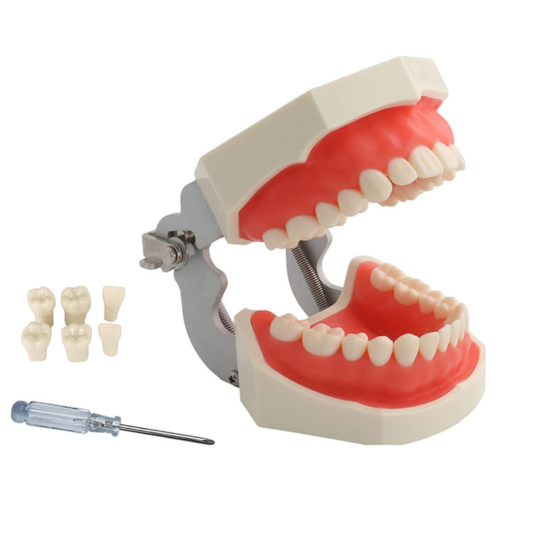 TM-021 Dental Typodont Teeth Model Completely Detachable Teaching Study Tools Typodont Articulated Anatomy Teeth Model 28 Removable Teeth, with a Small Screwdriver TM-021(28 removable teeth) - BeesActive Australia