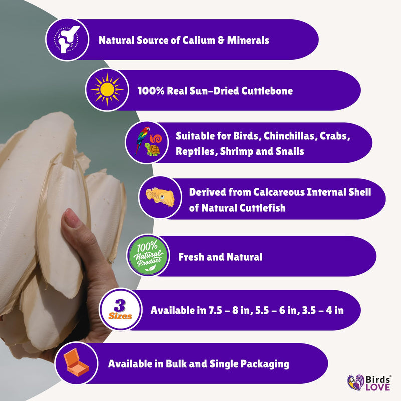 Birds LOVE Natural Cuttlebone – Premium Calcium for Cockatiel, Parrots, Tortoise, Snails, Crabs and Chinchillas - Pure Cuttlebone for Birds - Parakeet Food and Bird Treats - 2 Pack, Size 3.5 to 4" 3.5" - 4" 2 Count (Pack of 1) - BeesActive Australia
