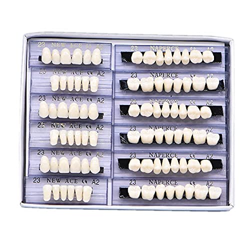 RZJZGZ 168 Pcs Dental Synthetic Resin Tooth Denture Temporary False Teeth 6 Sets False Teeth 23 A2