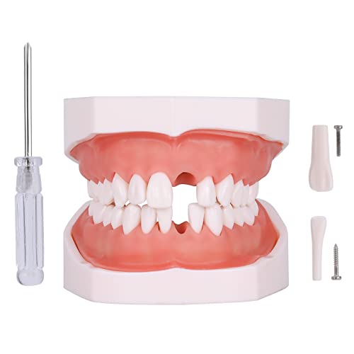 Typodont Teeth Model - Removable Tooth Teach Practice Model Teaching Study Typodont Demonstration Model Come with a Small Screwdriver 28 teeth