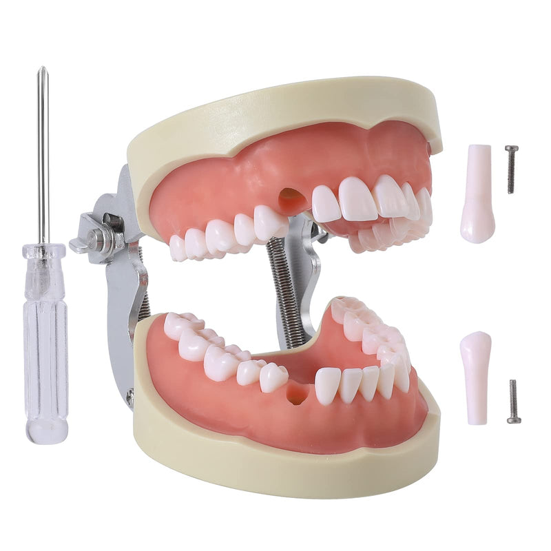 Dental Typodont Teeth Model - Removable Tooth Teach Practice Model Teaching Study Typodont Demonstration Model Come with a Small Screwdriver… 32 teeth