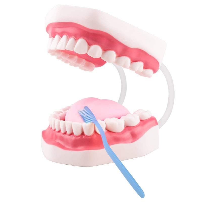Ultrassist Mouth Model White Hinge for Speech Therapy, Ideal Brushing Teaching Dental Teeth Model for Kids and Children, 6 Times Enlarge, Includes Toothbrush - BeesActive Australia
