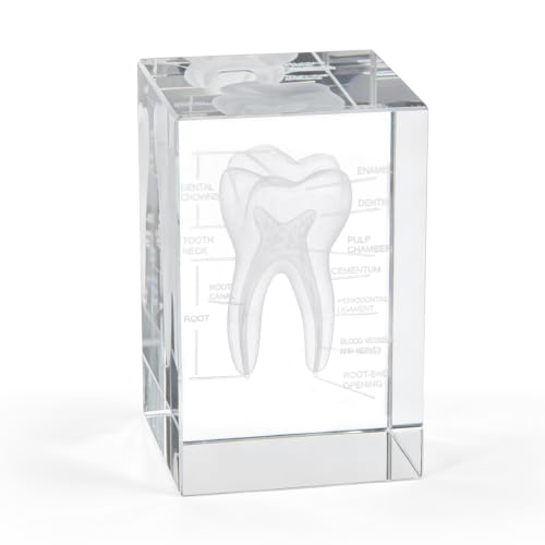 Ultrassist 3D Crystal Tooth Model, Laser-Etched Dentist Gift & Desk Decor