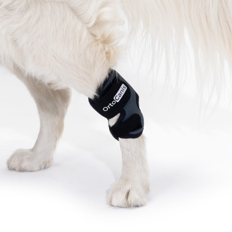 Ortocanis - Tarsal Support for Dog - Ankle Brace for Arthritis, Tarsal and Ligament Injuries, Osteoarthritis, Tendon Inflammations - Made of ARD Neoprene - Size: M 14-16,5 cm - 12-13.5 cm Size M - PawsPlanet Australia