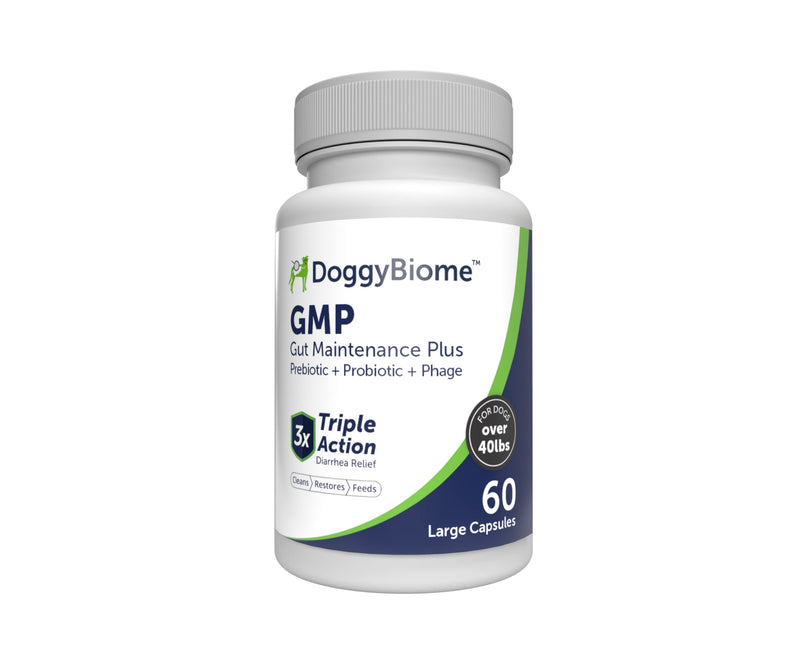 Dog Probiotics - GMP Prebiotics and Probiotics - Reduce Diarrhea Flareups - for Dogs Over 40 lbs (60 Capsules) - DoggyBiome Lg Capsule (Dogs over 40 lbs) - PawsPlanet Australia