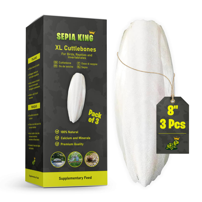 Extra Large - 100% Natural Calcium Supplement - Premium Cuttlebone Perfect for Birds, Tortoises, Snails, Reptiles - Pack of 3 - BeesActive Australia