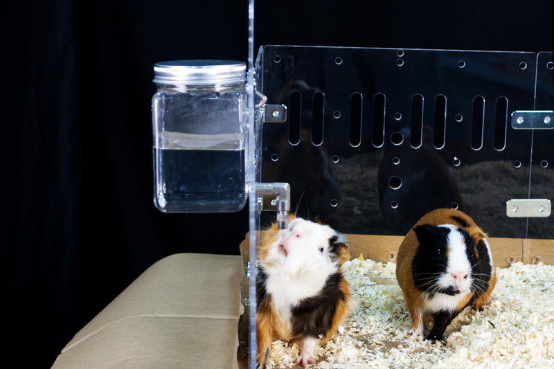 GuineaLoft™ No Drip Water Bottle for Guinea Pigs & Birds - The Ultimate Solution by Seasoned Owners Who Tried Everything Out There - Exclusive by Guinea Loft - BeesActive Australia