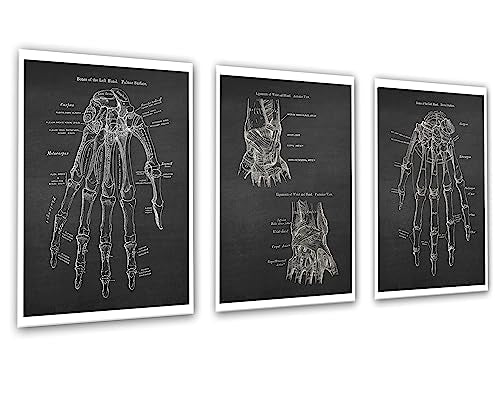 Gnosis Picture Archive Anatomy of Hand Bones Medical Educational Set of 3 Unframed Art Prints Orthopedic Office Decor