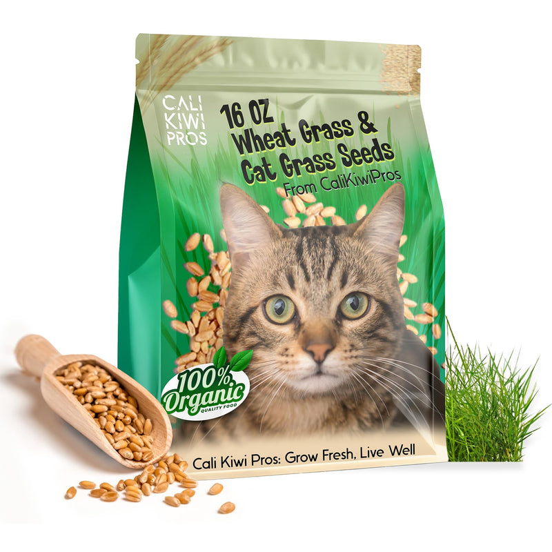 Organic Cat Grass for Indoor Cats & Pets-Wheat Grass & Cat Grass Seeds for Digestion and Hairballs - Non-GMO -16 oz - BeesActive Australia