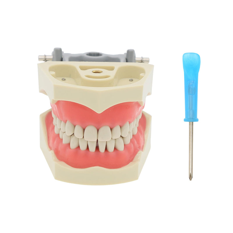 Dental Columbia 860 Type 32 Pcs Removeable Teeth Typodont Exam Restorative Model M8030 (M8030)