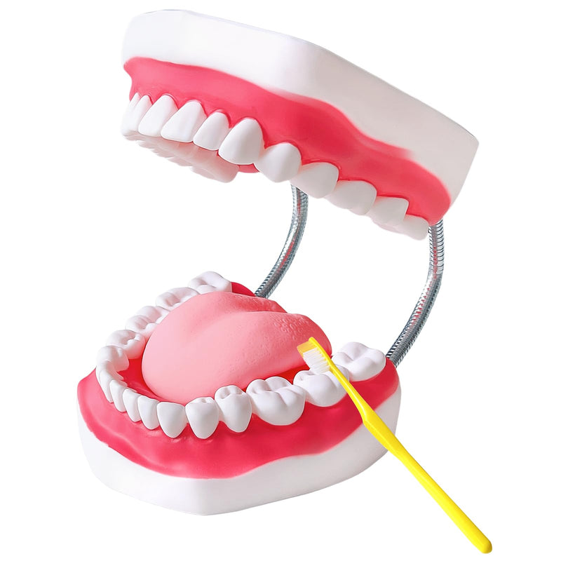 Teeth Mouth Model 6X Enlarged with Metal Hinge, Complete Set Teeth and Removable Tongue, PVC Speech Therapy Tool, Includes Toothbrush, Ideal for Brushing Teaching Dental Model and Language Education - BeesActive Australia