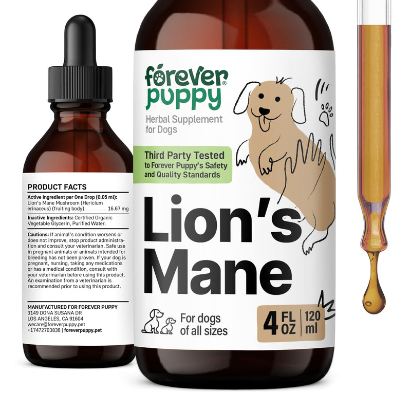 Lion's Mane Mushroom Supplement for Dogs - Brain Health & Focus - Liquid Lions Mane Mushrooms for Dogs - Canine Supplements and Vitamins - Sugar & Alcohol-Free Drops - 4 fl oz - PawsPlanet Australia