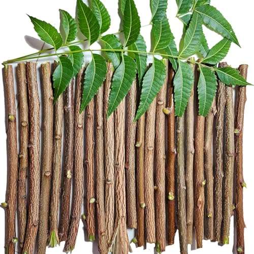 Traditional Ayurvedic Neem Datun Sticks, Natural Neem Twigs for Manual Tooth Cleaning, Wooden Chew Sticks, Traditional Toothbrush Alternative, 6-8 Inch, Pack of 10 with 1 Pcs Free