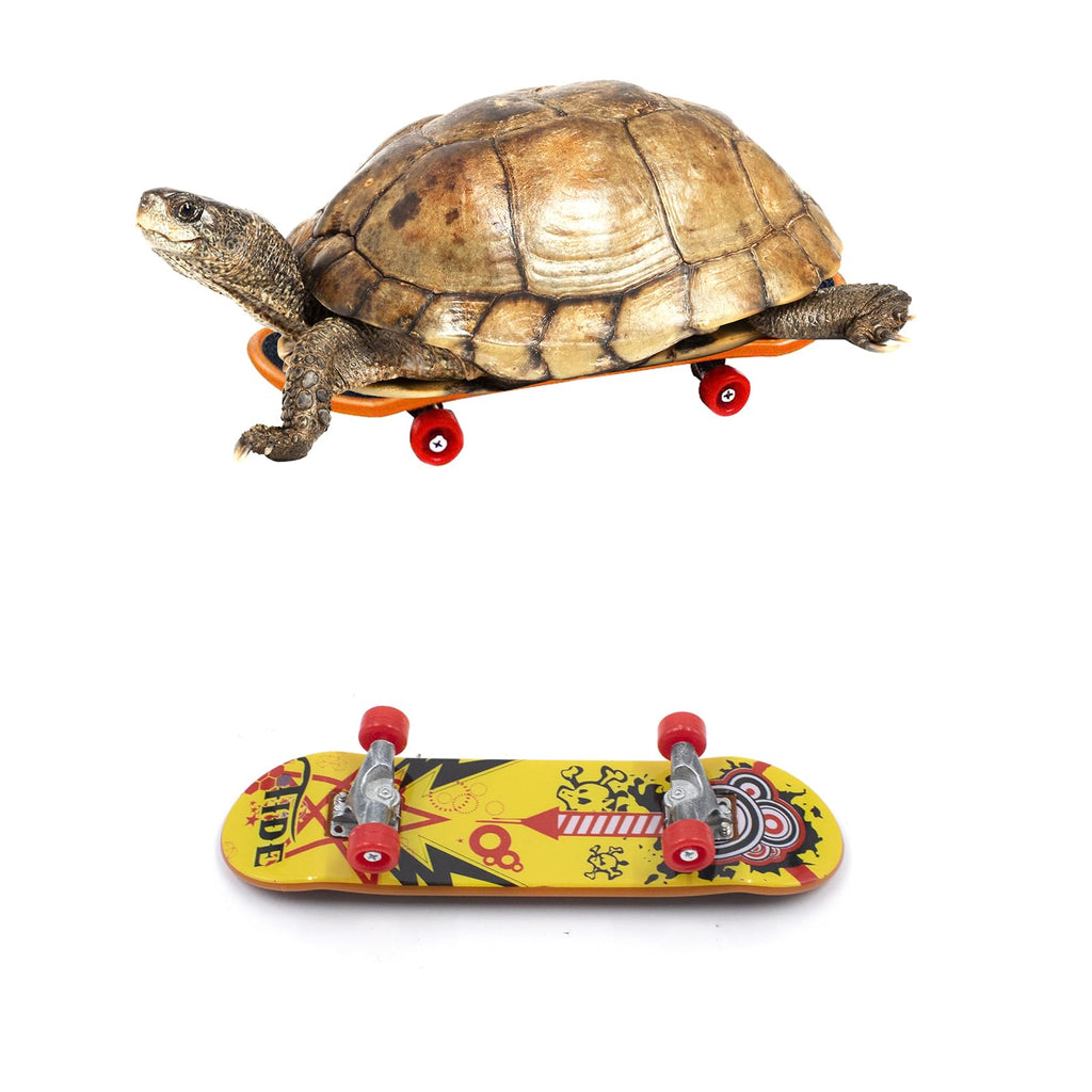 2 PCS Turtle Skateboard, Funny Turtle Skateboard for Real Turtle, Pet Turtle Playing and Training Toy Accessories, Mini Skateboard Toys for Bearded Dragon Parrot Reptile Small Animals