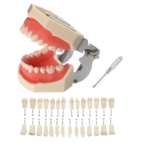 Dental Typodont Teeth Model, with Removable Teeth Compatible with Kilgore Nissin Type for Teaching, Practice and Study (28 Teeth Model with 28pcs Teeth) 28 teeth model with 28pcs teeth